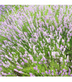 Levandula wąskolistna różowa SPECJAL - Lavandula angustifolia - nasiona lawendy - 15 szt.