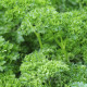 BIO Pietruszka Mooskrause - Petroselinum Crispum - bio nasiona pietruszki - 300 szt.