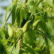 Aczokcza - Cyclanthera pedata - nasiona aczokczy - 6 szt.