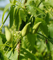 Aczokcza - Cyclanthera pedata - nasiona aczokczy - 6 szt.