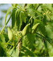 Aczokcza - Cyclanthera pedata - nasiona aczokczy - 6 szt.