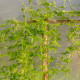 Aczokcza - Cyclanthera pedata - nasiona aczokczy - 6 szt.