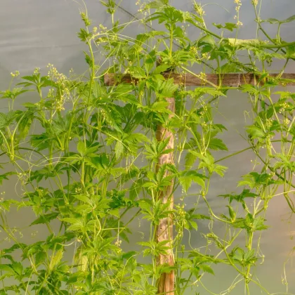 Aczokcza - Cyclanthera pedata - nasiona aczokczy - 6 szt.