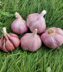Czosnek sadzeniowy Skalka – czeski twardy – Allium sativum