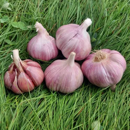 Czosnek sadzeniowy Skalka – czeski twardy – Allium sativum