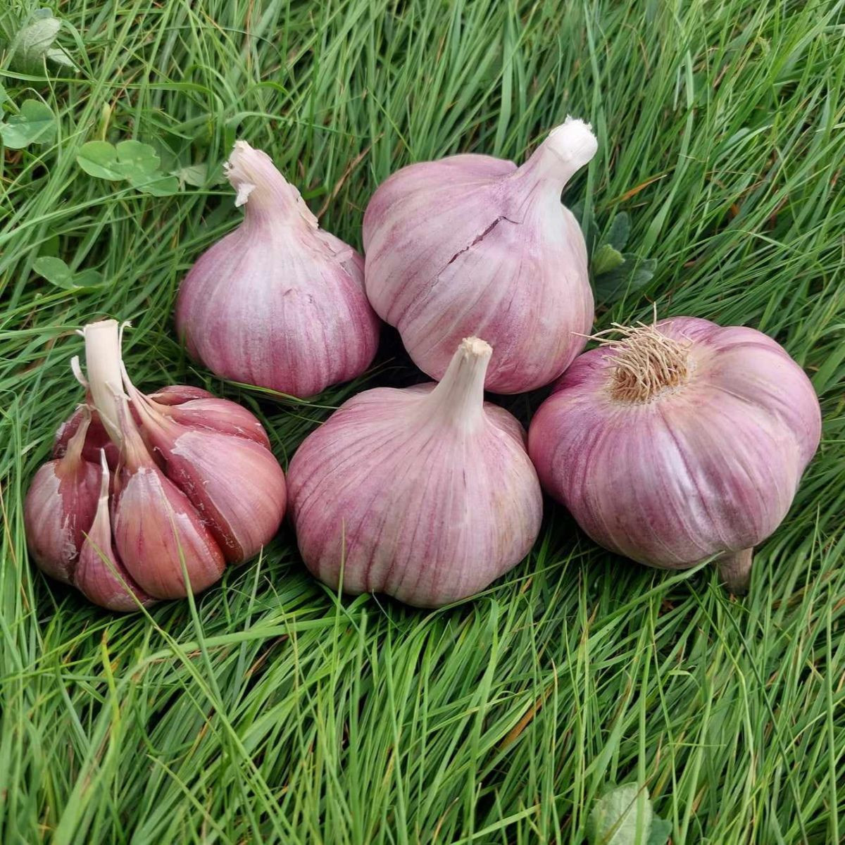 Czosnek sadzeniowy Skalka – czeski twardy – Allium sativum