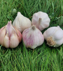 Czosnek sadzeniak Matinka - Allium sativum - niepaliak - cebula czosnku - 1 opakowanie