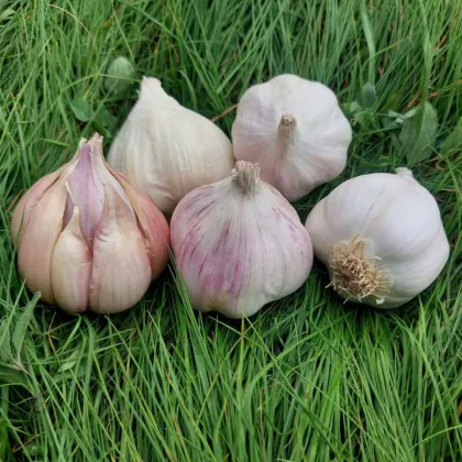 Czosnek sadzeniak Matinka - Allium sativum - niepaliak - cebula czosnku - 1 opakowanie