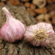 Czosnek sadzeniak Slavin II - Allium sativum - twarda szyjka - 1 opakowanie