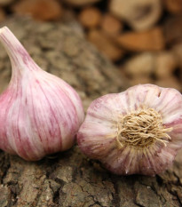 Czosnek sadzeniak Slavin II - Allium sativum - twarda szyjka - 1 opakowanie