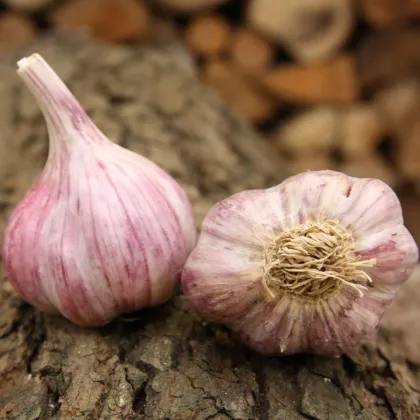 Czosnek sadzeniak Slavin II - Allium sativum - twarda szyjka - 1 opakowanie