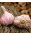 Czosnek sadzeniak Slavin II - Allium sativum - twarda szyjka - 1 opakowanie
