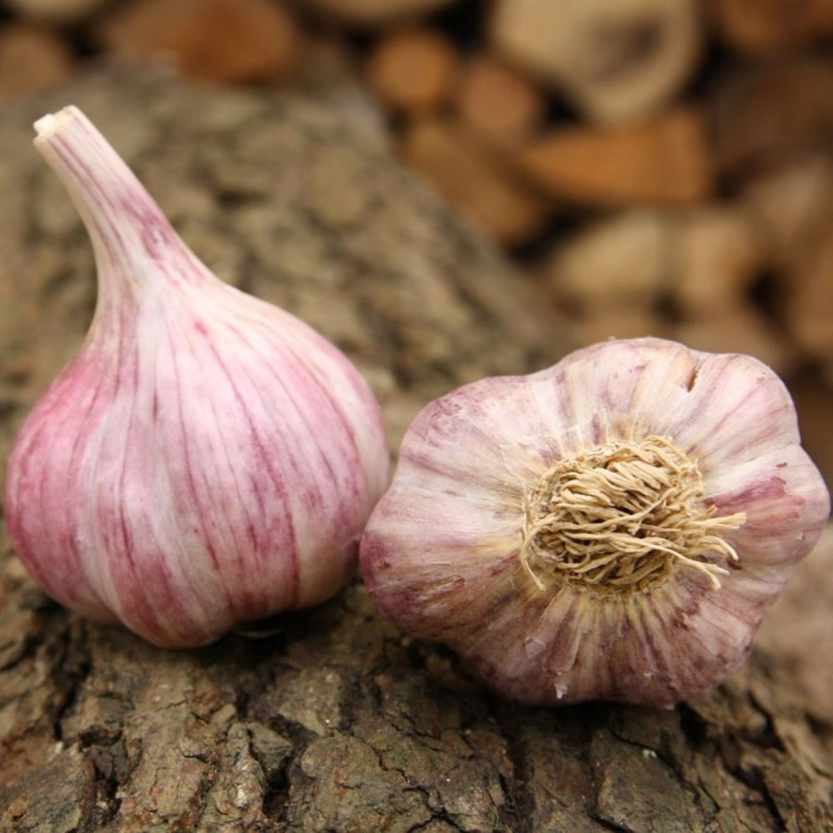Czosnek sadzeniak Slavin II - Allium sativum - twarda szyjka - 1 opakowanie