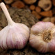 Czosnek sadzeniakowy Vekan - Allium sativum - twardołodygowy - 1 opakowanie