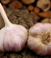 Czosnek sadzeniakowy Vekan - Allium sativum - twardołodygowy - 1 opakowanie
