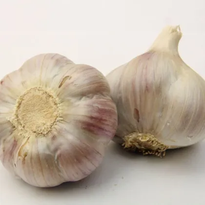 Czosnek sadzeniakowy Bjetin - Allium sativum - zimowy twardy - cebula czosnku - 1 opakowanie