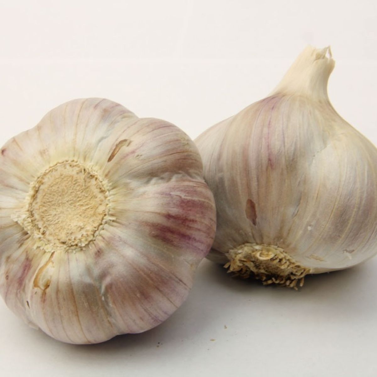 Czosnek sadzeniakowy Bjetin - Allium sativum - zimowy twardy - cebula czosnku - 1 opakowanie
