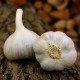 Czosnek sadzeniakowy Bjetin - Allium sativum - zimowy twardy - cebula czosnku - 1 opakowanie