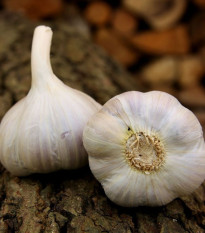 Czosnek sadzeniakowy Bjetin - Allium sativum - zimowy twardy - cebula czosnku - 1 opakowanie