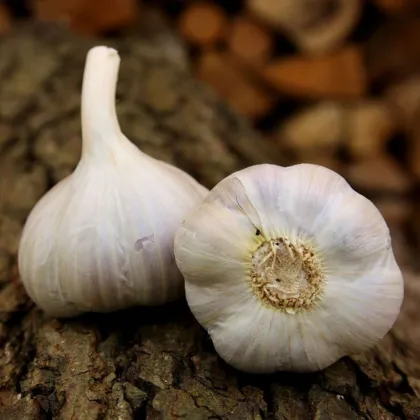 Czosnek sadzeniakowy Bjetin - Allium sativum - zimowy twardy - cebula czosnku - 1 opakowanie
