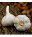 Czosnek sadzeniakowy Bjetin - Allium sativum - zimowy twardy - cebula czosnku - 1 opakowanie