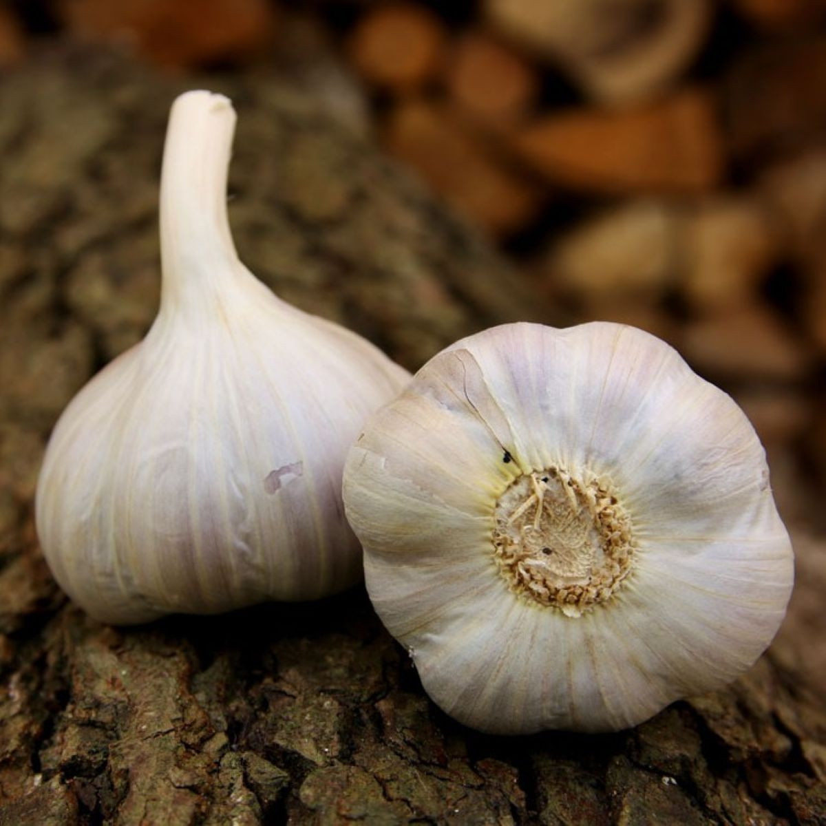 Czosnek sadzeniakowy Bjetin - Allium sativum - zimowy twardy - cebula czosnku - 1 opakowanie