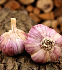 Czosnek sadzeniakowy Havran - Allium sativum - zimowy twardy - 1 opakowanie
