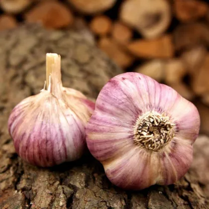 Czosnek sadzeniakowy Havran - Allium sativum - zimowy twardy - 1 opakowanie