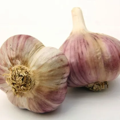 Czosnek sadzeniakowy Havran - Allium sativum - zimowy twardy - 1 opakowanie