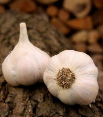 Czosnek sadzeniak Lukan - Allium sativum - miękkołodygowy - cebula czosnku - 1 opakowanie