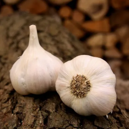 Czosnek sadzeniak Lukan - Allium sativum - miękkołodygowy - cebula czosnku - 1 opakowanie