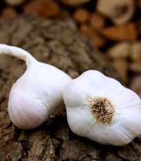 Czosnek sadzeniowy Japo II - Allium sativum - niestrzałkujące - cebula czosnku - 1 opakowanie