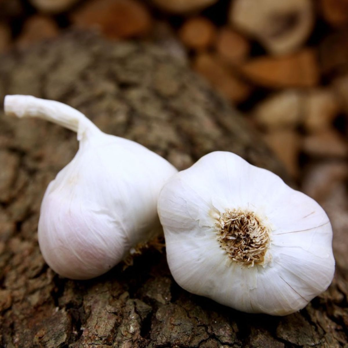 Czosnek sadzeniowy Japo II - Allium sativum - niestrzałkujące - cebula czosnku - 1 opakowanie