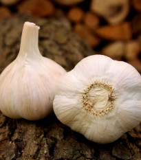 Czosnek sadzeniakowy Havel - Allium sativum - twardołodygowy - 1 opakowanie