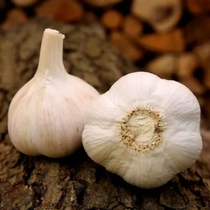 Czosnek sadzeniakowy Havel - Allium sativum - twardołodygowy - 1 opakowanie