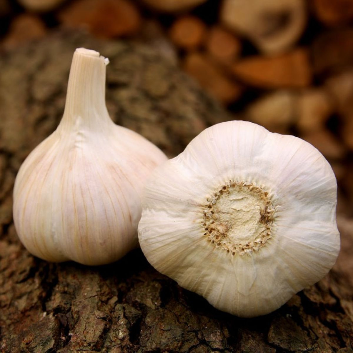 Czosnek sadzeniakowy Havel - Allium sativum - twardołodygowy - 1 opakowanie