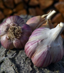 Czosnek sadzeniakowy Janko - Allium sativum - twardołodygowy - 1 opakowanie