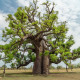 Baobab afrykański - Adansonia digitata - nasiona baobabu - 6 szt.