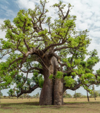 Baobab afrykański - Adansonia digitata - nasiona baobabu - 6 szt.