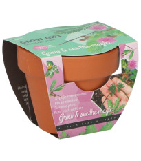 Mini zestaw do uprawy mimozy wstydliwej – Buzzy Grow Gifts – Pieterpik