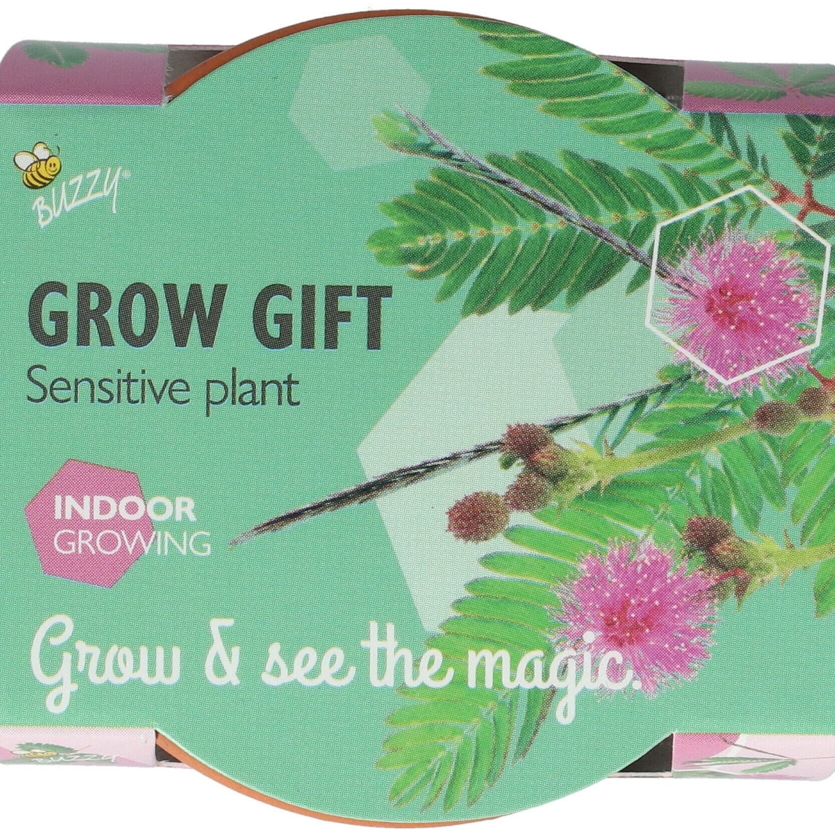 Mini zestaw do uprawy mimozy wstydliwej – Buzzy Grow Gifts – Pieterpik