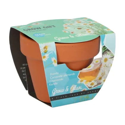 Mini zestaw do uprawy rumianku – Buzzy Grow Gifts – Pieterpik