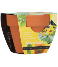Mini zestaw do uprawy słonecznika – Buzzy Grow Gifts – Pieterpik