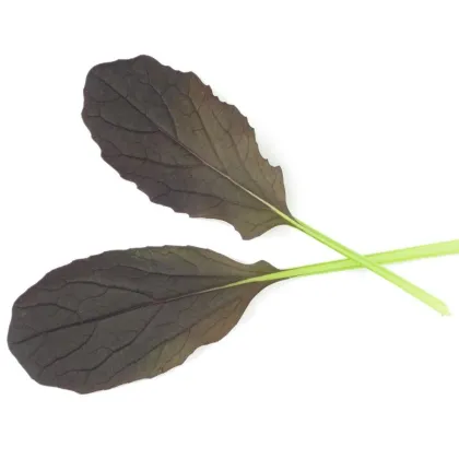Mizuna Red Empire F1 - Brassica rapa var. japonica - nasiona mizuny - 400 szt.