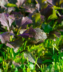 Mizuna Red Empire F1 - Brassica rapa var. japonica - nasiona mizuny - 400 szt.