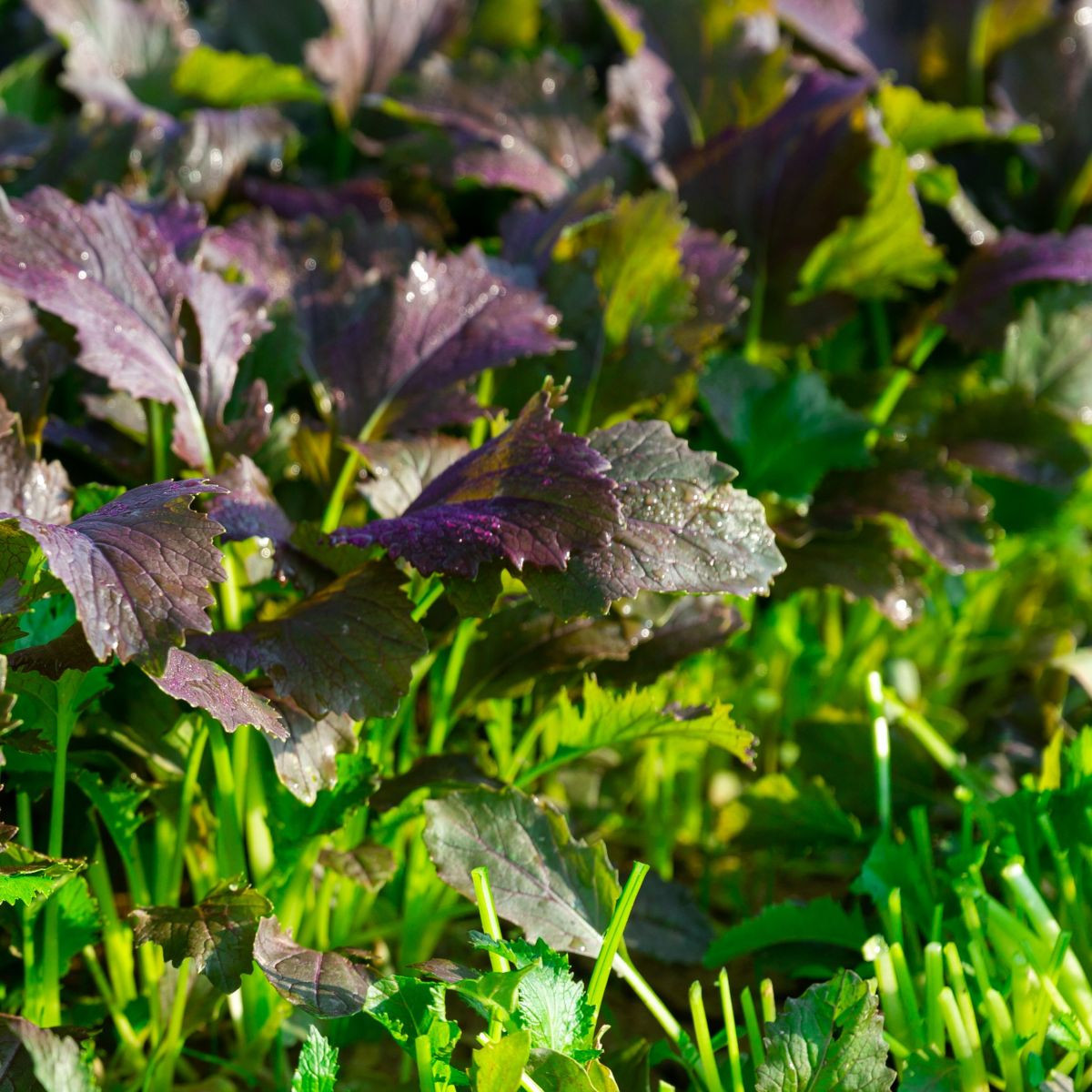 Mizuna Red Empire F1 - Brassica rapa var. japonica - nasiona mizuny - 400 szt.