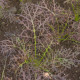 Gorczyca czerwona Red Frills - Brassica juncea - nasiona gorczycy - 300 szt.