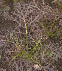 Gorczyca czerwona Red Frills - Brassica juncea - nasiona gorczycy - 300 szt.