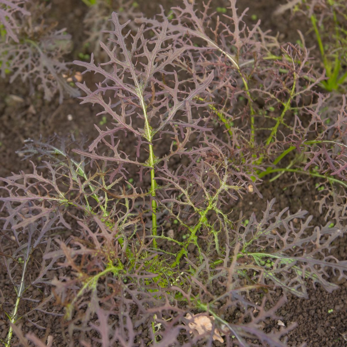 Gorczyca czerwona Red Frills - Brassica juncea - nasiona gorczycy - 300 szt.