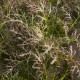 Gorczyca czerwona Red Frills - Brassica juncea - nasiona gorczycy - 300 szt.